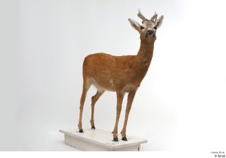 European roe deer whole body 0002.jpg